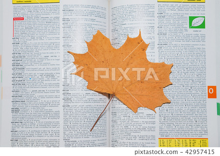 dried maple leaf on the open ENCYCLOPAEDIA dried maple leaf on the open ENCYCLOPAEDIA 42957415