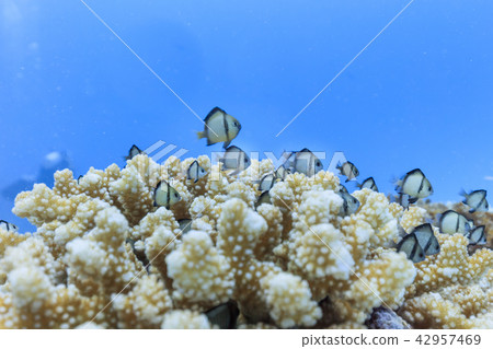 Ishigakijima diving lid Scotch sparrow 42957469