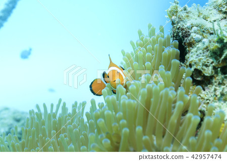 Ishigaki Island Diving Anemonefish 42957474