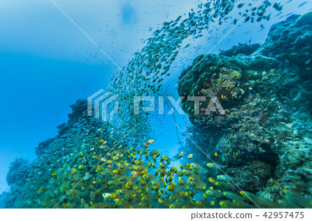 Horde of Ishigakijima diving juvenile fish 42957475