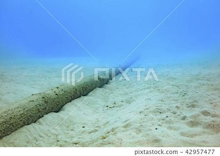 Ishigakijima diving submarine cable 42957477