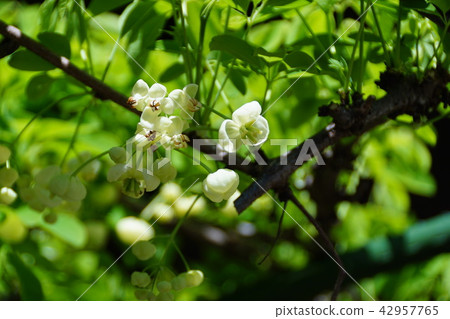 White flower trees flower bamboo shoots Akabi flower language is "talent" 42957765