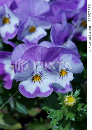 三色堇中提琴花語是“信任” 42957776