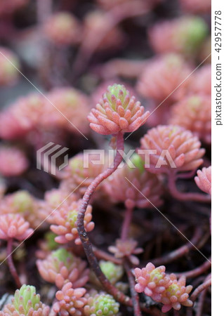 Morimura all year grass of early spring Morimura all year grass of early spring 42957778