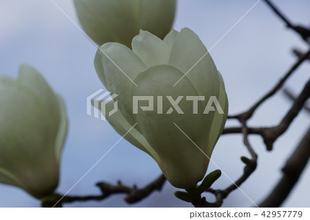 Shiraki Ren Flower language is "magnificent" 42957779