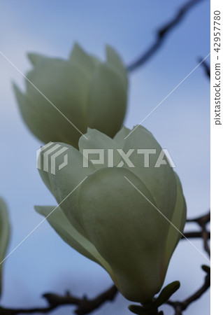 Shiraki Ren Flower language is "magnificent" Shiraki Ren Flower language is "magnificent" 42957780