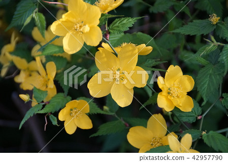 Yamabuki Yamaboki是一種花語“優雅” 42957790