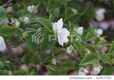 White mountain breeze white flower language is "elegance" White mountain breeze white flower language is "elegance" 42957792