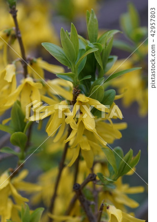 福州連翹花語是“希望成為希望” 42957803