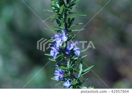 West Lynn Gear花語言是“對真理的熱愛” 42957804