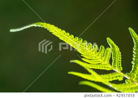 Closeup of fern leaf Closeup of fern leaf 42957858