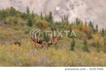 Alaska-Yukon Bull Moose in velvet 42957980