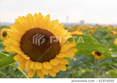 Sunflower plaza sunflower Chiba prefecture Sakura city 42958698