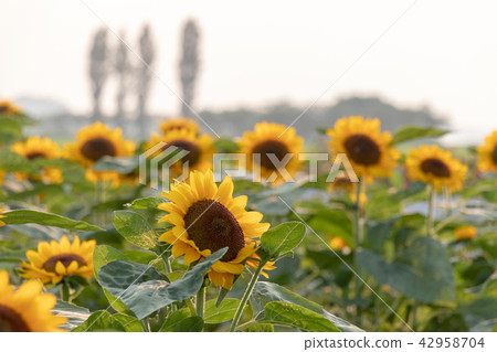 Sunflower plaza sunflower Chiba prefecture Sakura city 42958704