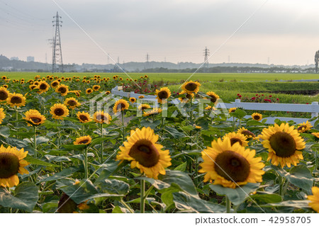 Sunflower plaza sunflower Chiba prefecture Sakura city 42958705