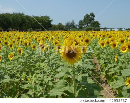 向日葵 42958787