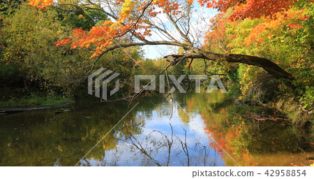 Colorful autumn scene by a small creek Colorful autumn scene by a small creek 42958854