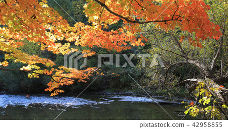 Colorful fall scene by a small creek Colorful fall scene by a small creek 42958855