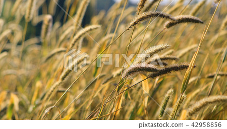 Golden grass heads in a meadow 42958856