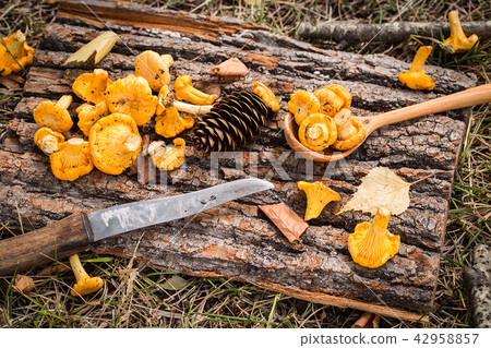 圖庫照片: yellow chanterelle mushrooms on rustic wooden back