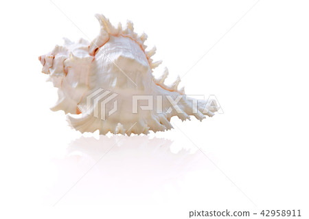 Sea shells isolated on white background Sea shells isolated on white background 42958911