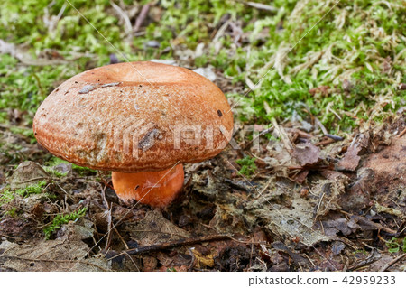 Lactarius deliciosus in the natural environment. 42959233