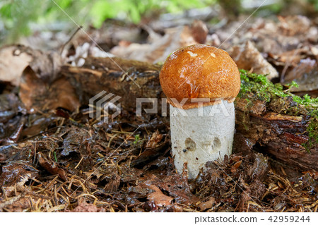 Leccinum aurantiacum in the natural environment. 42959244