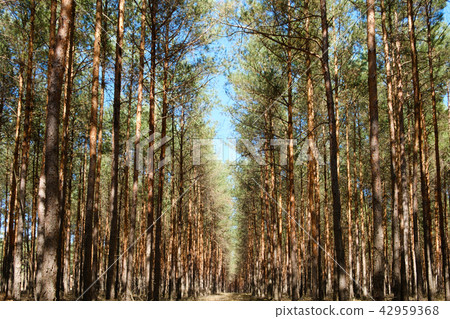 inside pine tree forest - coniferous trees inside pine tree forest - coniferous trees 42959368
