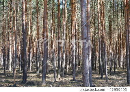 trees in pine tree forest - coniferous forest 42959405