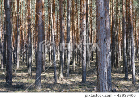 inside  pine tree forest - coniferous trees 42959406