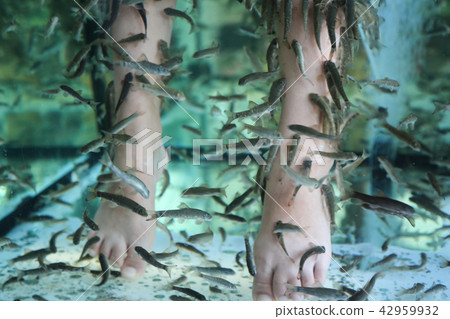 Fish Spa pedicure Rufa Garra treatment. Feet and fish in blue water Fish Spa pedicure Rufa Garra treatment. Feet and fish in blue water 42959932