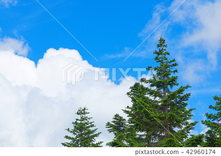 Hachimantai Mogahara的Aeolori Todomatsu和岩手縣Aozora八幡平市 Hachimantai Mogahara的Aeolori Todomatsu和岩手縣Aozora八幡平市 42960174