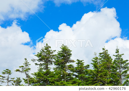 Hachimantai Mogahara的Aeolori Todomatsu和岩手縣Aozora八幡平市 Hachimantai Mogahara的Aeolori Todomatsu和岩手縣Aozora八幡平市 42960176