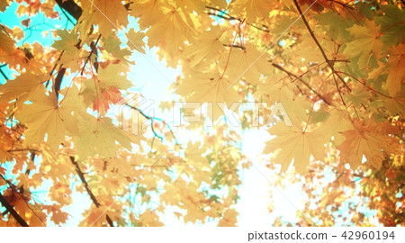 yellow maple in autumn park yellow maple in autumn park 42960194