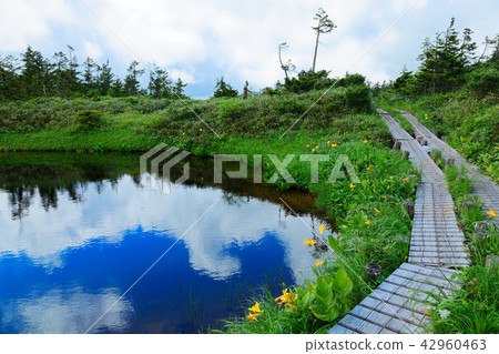 岩手縣八幡市八幡平里市附近沼澤地的Nikko Kisoge和Miyama Hotarui 岩手縣八幡市八幡平里市附近沼澤地的Nikko Kisoge和Miyama Hotarui 42960463