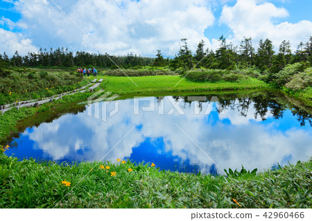 Nikko Kisoge and Miyama Hotarui in the swamp near Yawatauma Hachimantairi City, Iwate Prefecture 42960466