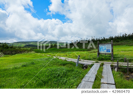 Hachimantai Marsh石斑魚和Nikko Kisoge等岩手縣八幡平市 42960470
