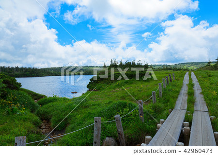Hachimantai Mogahara's wood road along the Yawata-numa and Nikko Kisoge etc. Hachimantai City, Iwate Prefecture Hachimantai Mogahara's wood road along the Yawata-numa and Nikko Kisoge etc. Hachimantai City, Iwate Prefecture 42960473