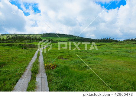 Hachimantai marsh along the wood roads such as Nikko Kishige and Hachimantai City, Iwate Prefecture 42960478