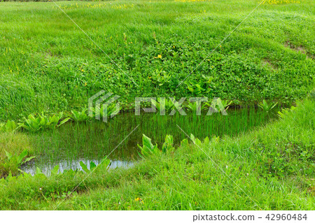 八幡平Mogahara的Ikeda的Miyama Hotarui八幡平市岩手縣 八幡平Mogahara的Ikeda的Miyama Hotarui八幡平市岩手縣 42960484