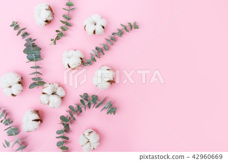 Cotton flowers with eucaliptus 42960669