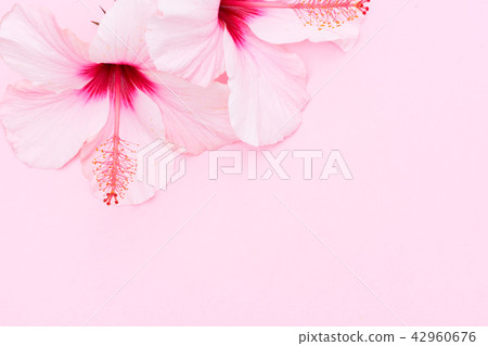 Wellness background with hibiscus flower 42960676