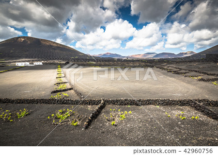 Vineyards in La Geria, Lanzarote, canary islands, 42960756
