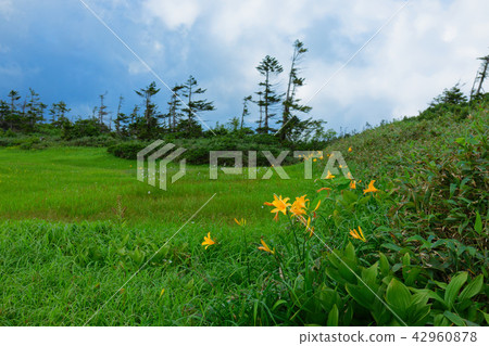 Hachimantai moorland's Nikko Kishge Hachimantai City Iwate Prefecture 42960878