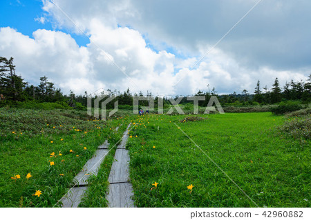 Hachimantai Tree Road and Nikko Kishge Hachimantai City Iwate Prefecture 42960882