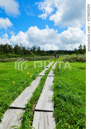 Hachimantai Tree Road and Nikko Kishge Hachimantai City Iwate Prefecture 42960884