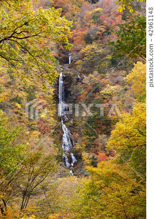 Snake's Falls in Nikko City, Tochigi Prefecture (November) 42961148