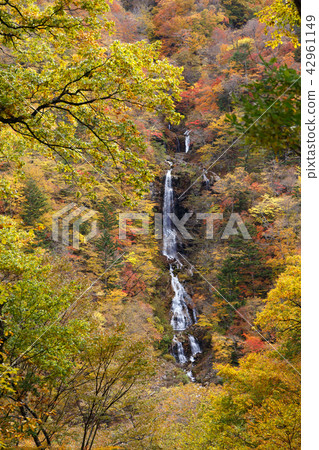 Snake's Falls in Nikko City, Tochigi Prefecture (November) 42961149
