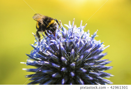 Bumble Bee on Echinops 42961301
