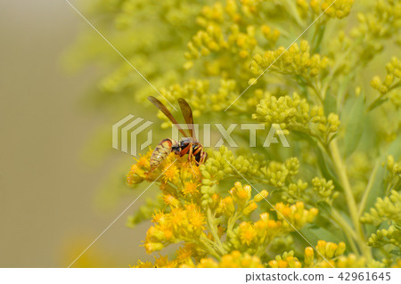 Golden or northern paper wasp 42961645